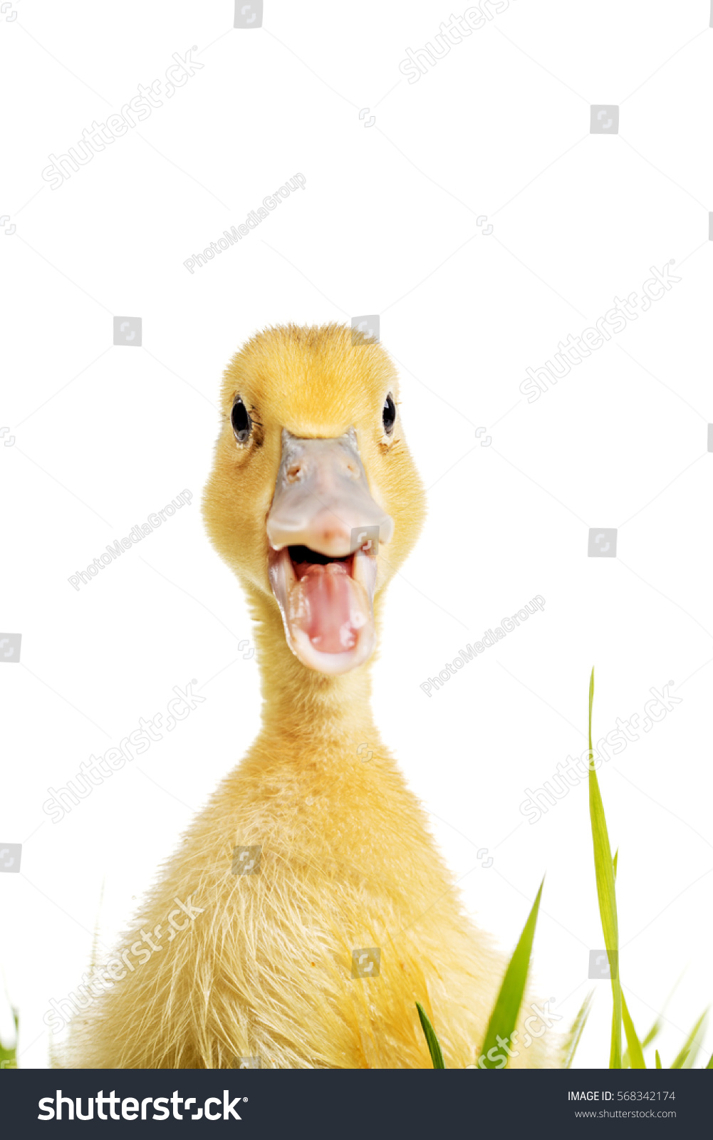 880 Duck open mouth Images, Stock Photos & Vectors | Shutterstock