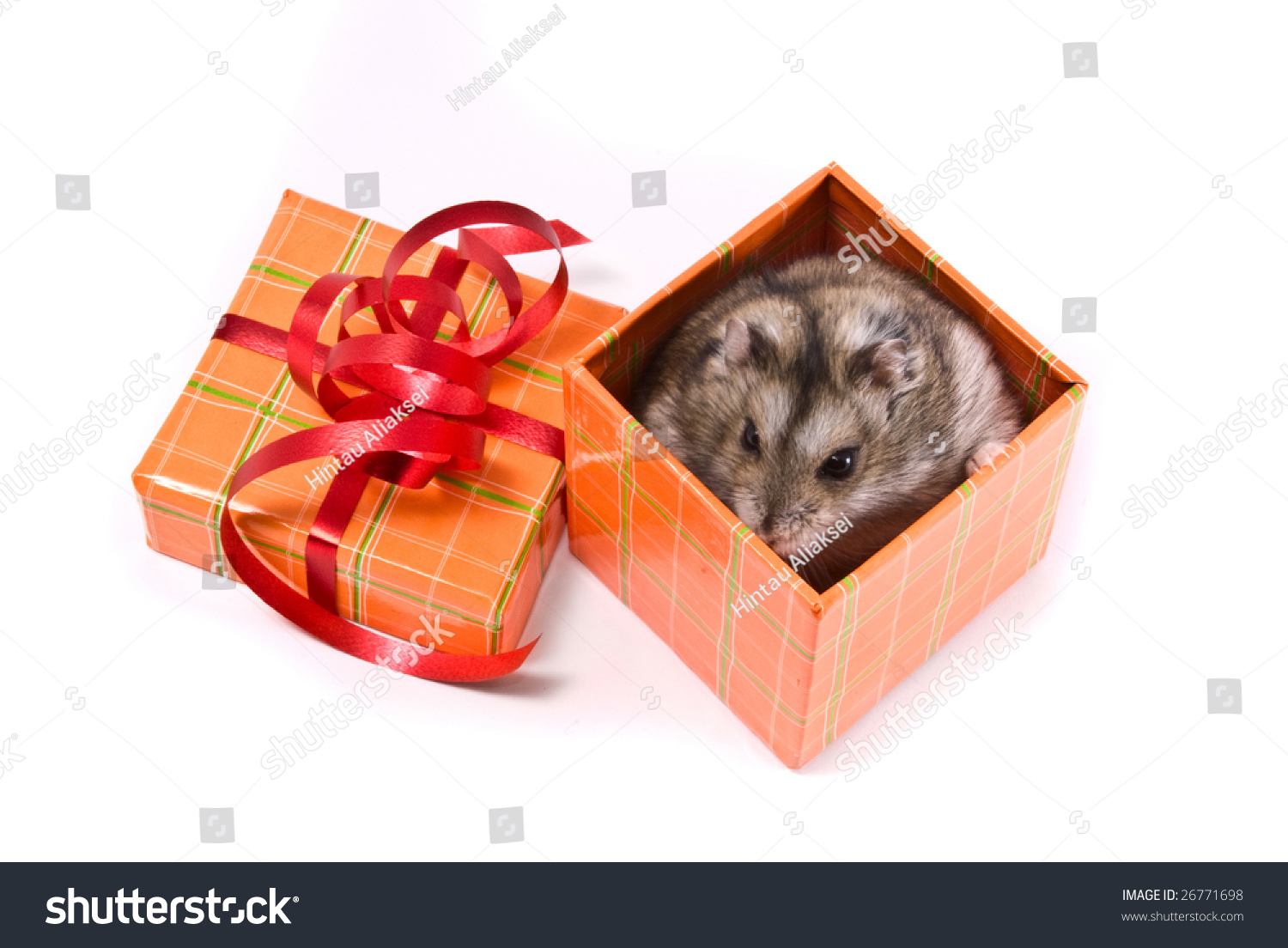 Little Dwarf Hamster In Present Box Stock Photo 26771698 : Shutterstock