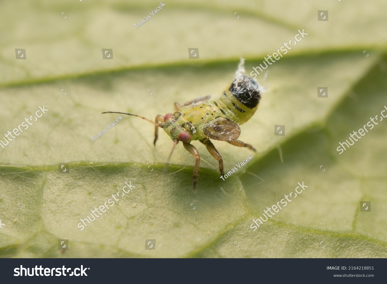 Little Green Nymph Hoppers Red Eyes Stock Photo 2164218851 | Shutterstock