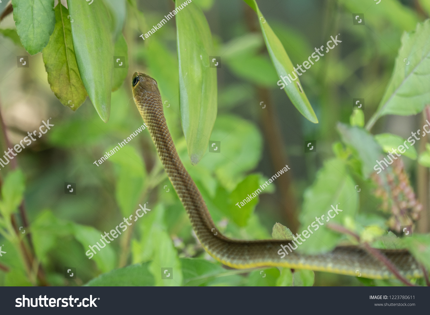 Little Green Snake Living On Tree Stock Photo Edit Now 1223780611