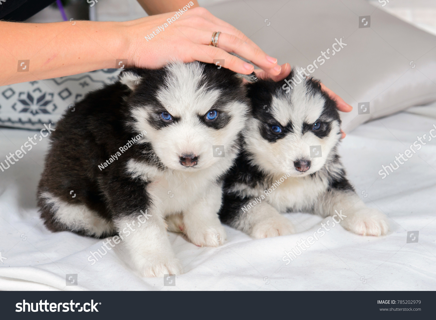 little baby dogs