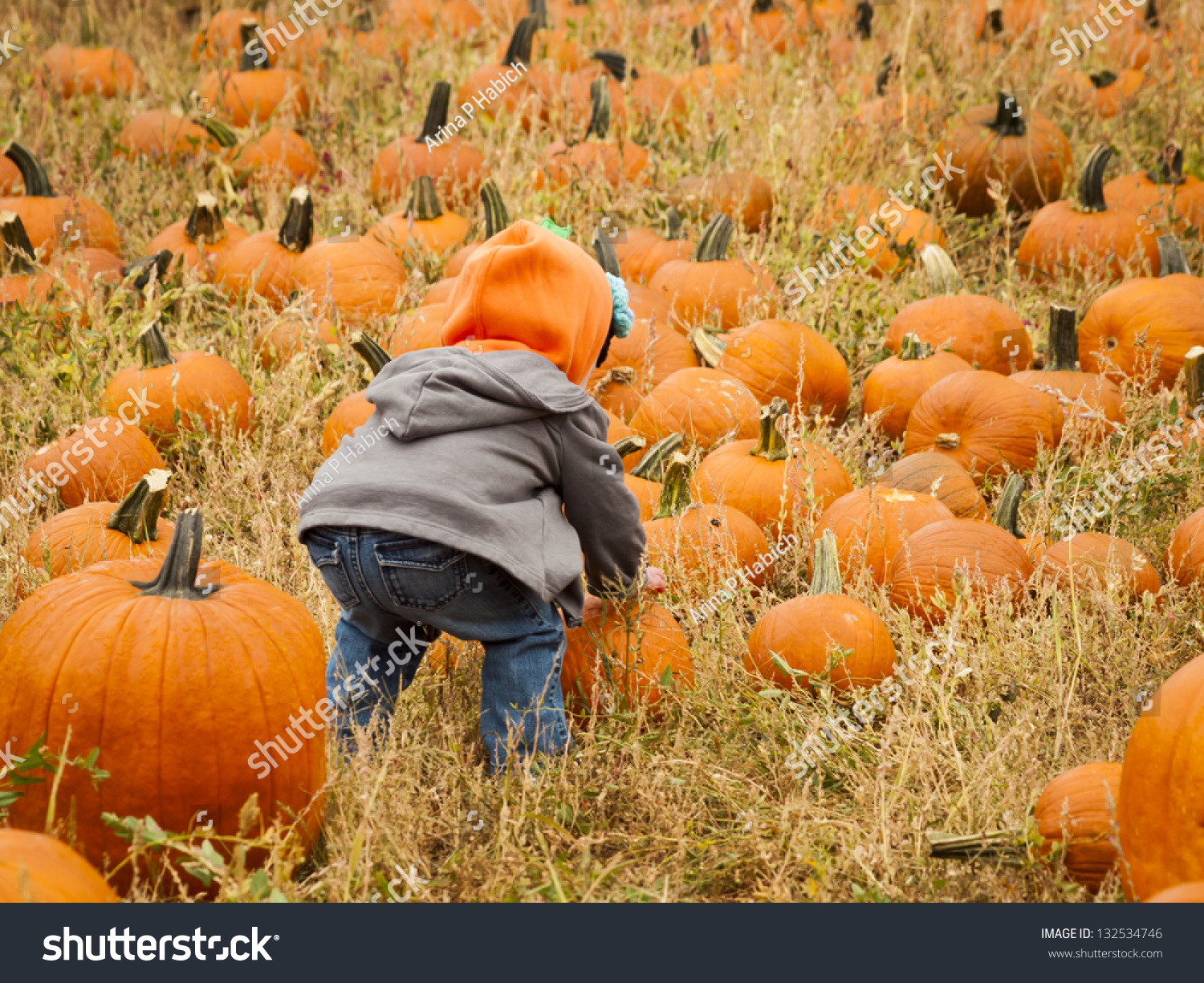 Little Kid Picking Pumpkin Pumpkin Patch Stock Photo 132534746 ...
