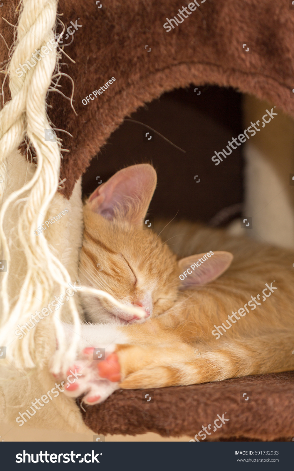 little whiskers cat trees