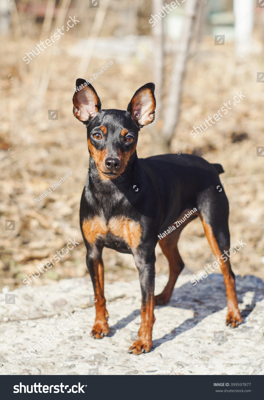 Little Longeared Dog Shorthair Black Brown Stock Photo Edit Now