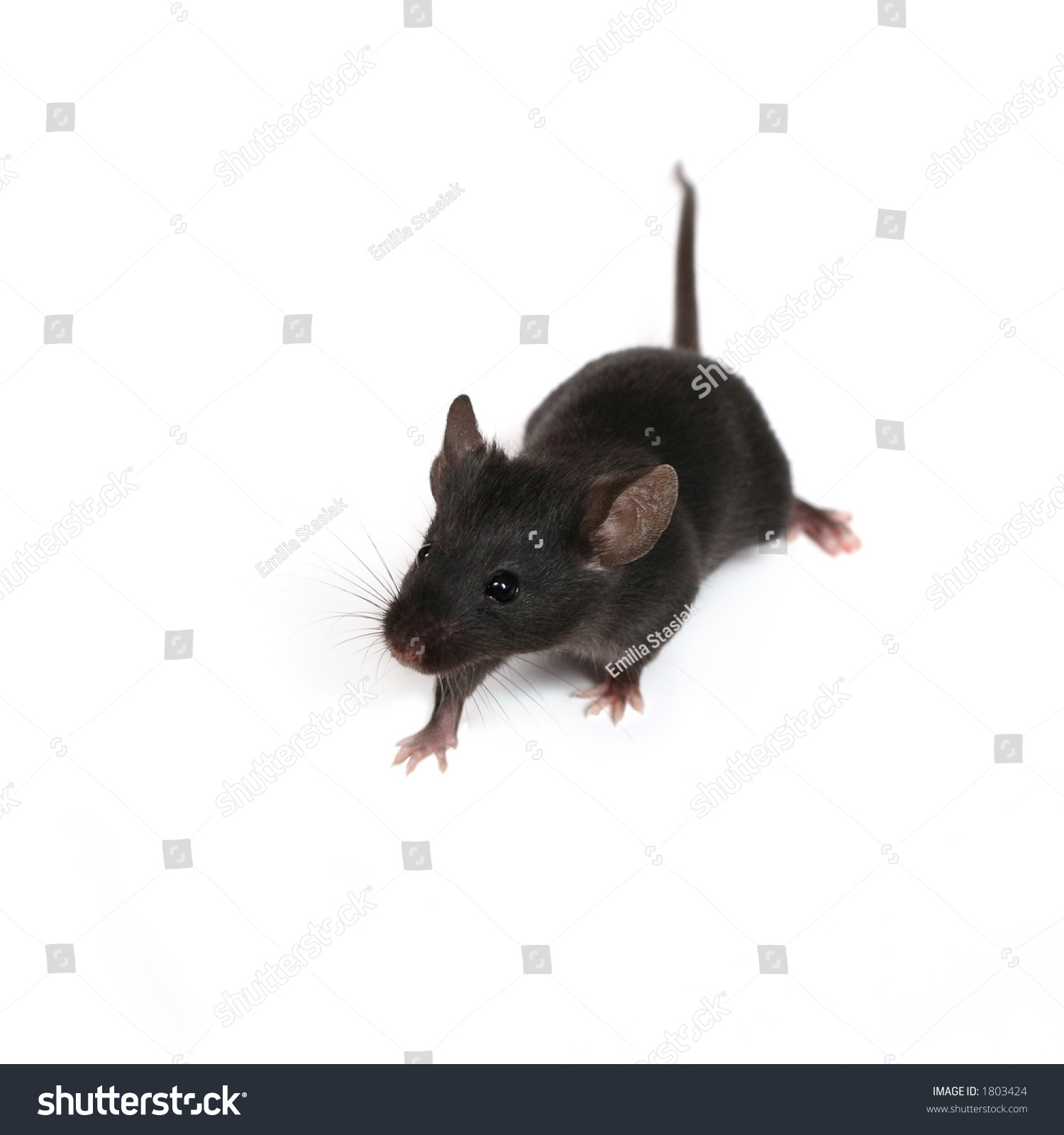 Little Mouse Looking At Something Next To Its Nose Stock Photo 1803424 ...