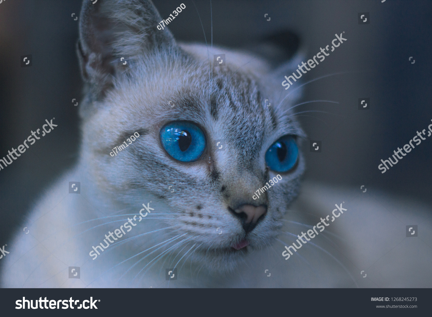 Little Ocean Eyes Cat Stock Image Download Now