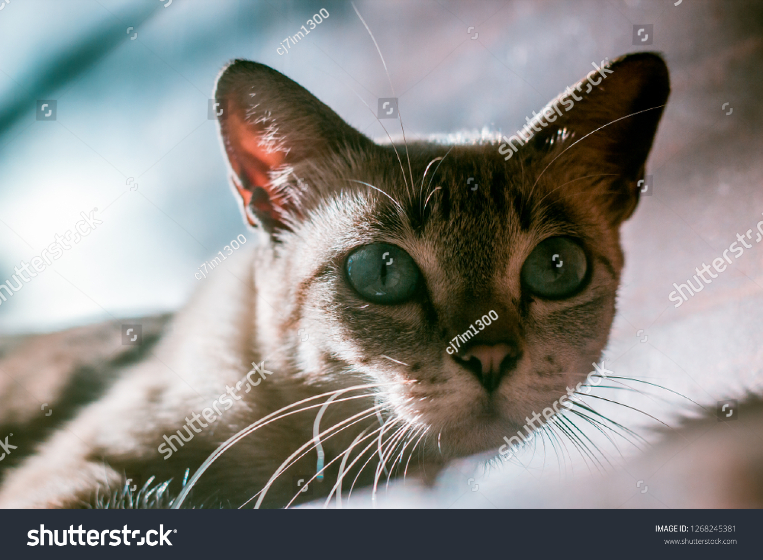 Little Ocean Eyes Cat Stock Photo Edit Now 1268245381