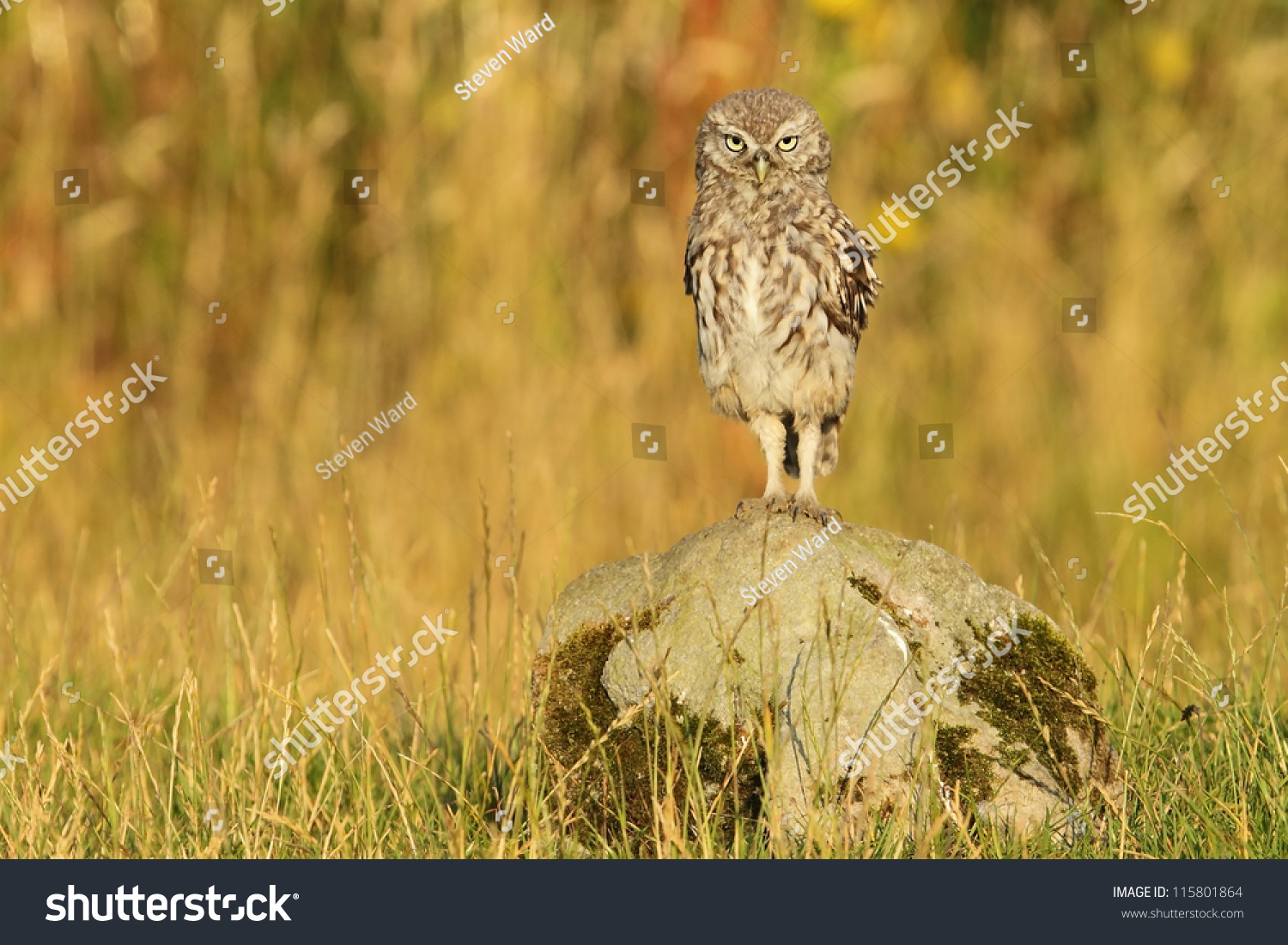 Little Owl Standing Tall On Rock Stock Photo Edit Now