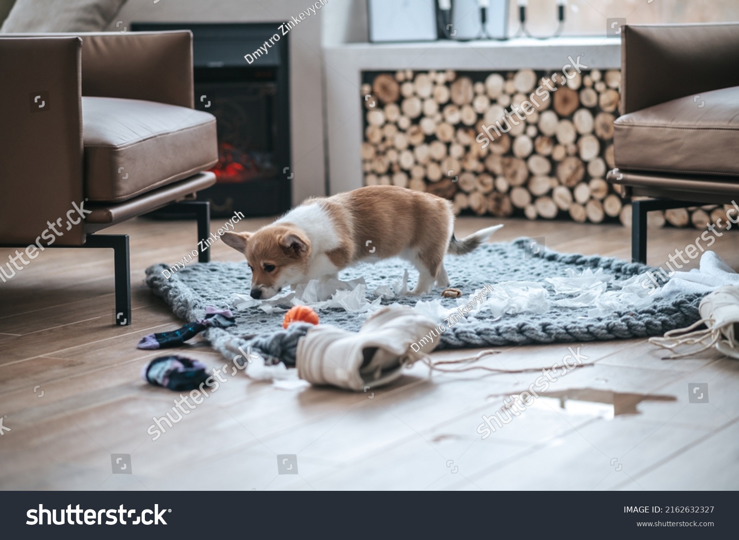 Little Puppy Making Mess Room Stock Photo 2162632327 Shutterstock