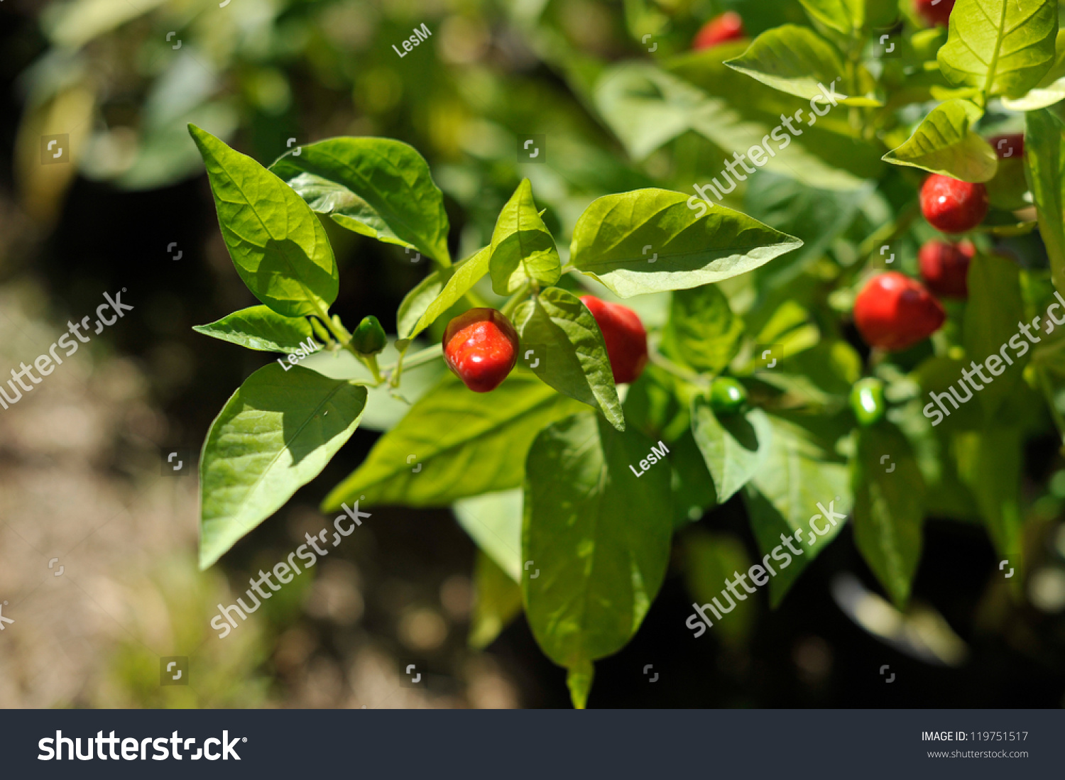 Little Red Hot Chile Peppers Stock Photo 119751517 : Shutterstock