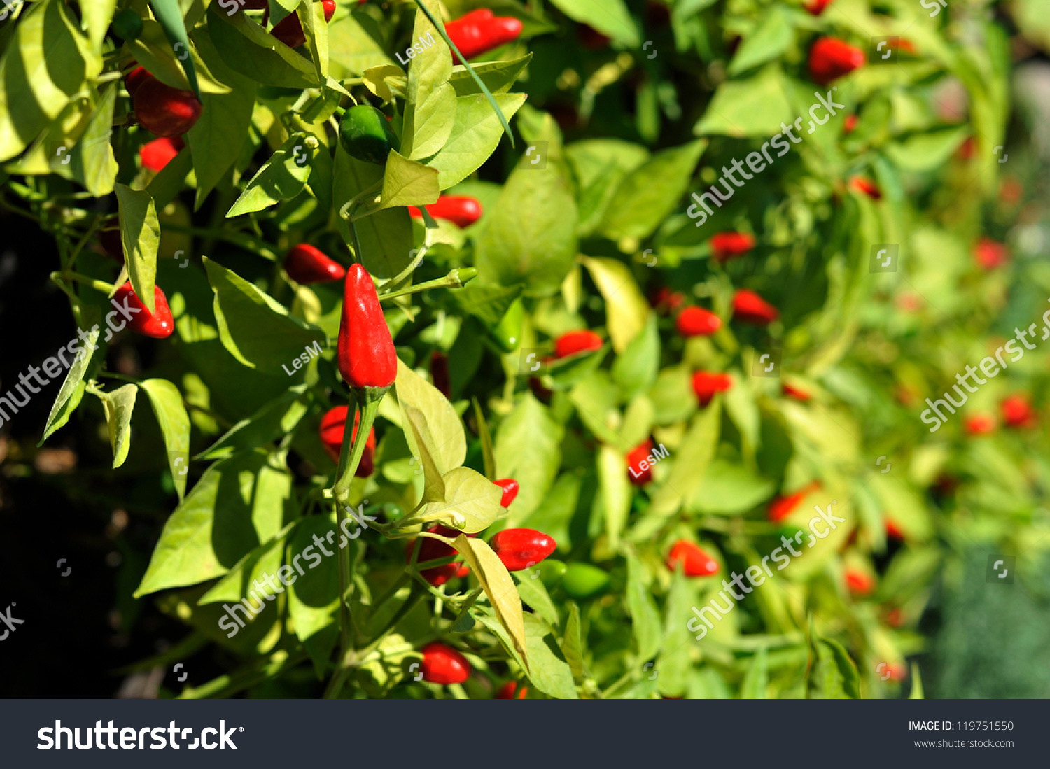 Little Red Hot Chile Peppers Stock Photo 119751550 - Shutterstock