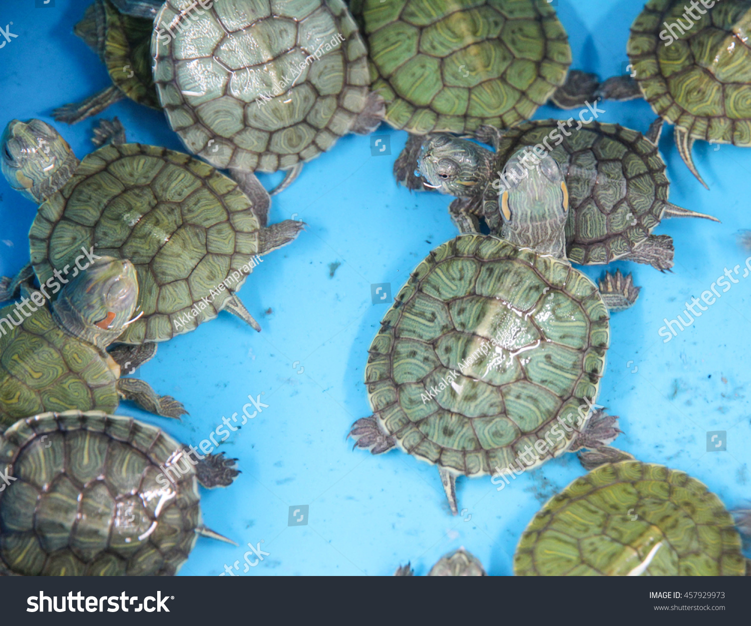 turtle in pet shop