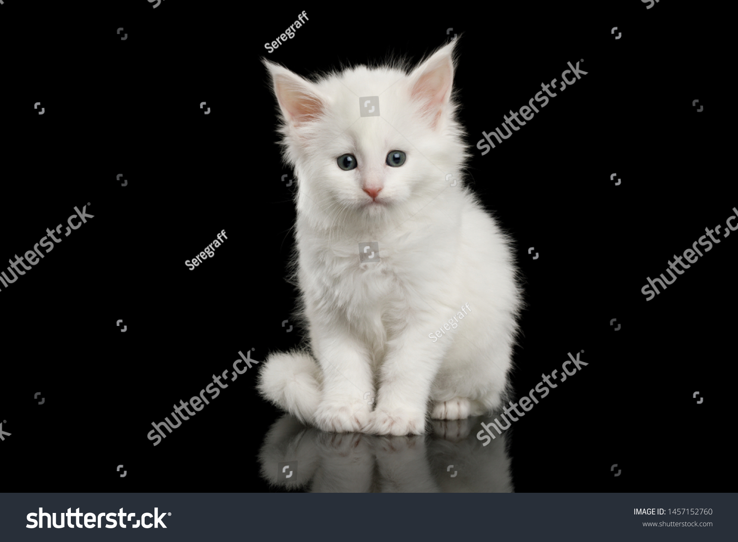 Little White Maine Coon Kitten Sitting Stock Photo 1457152760 ...