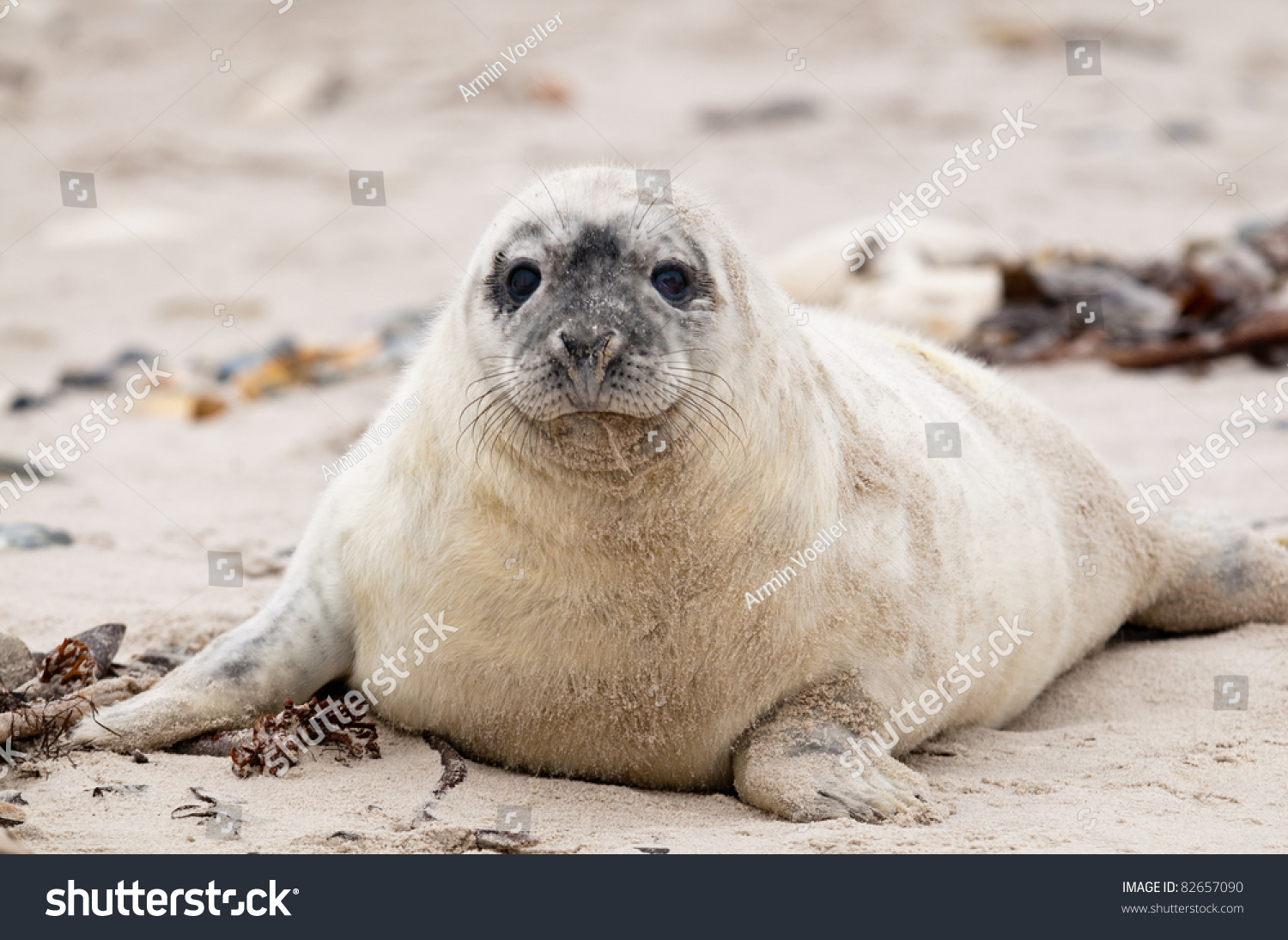 Little White Seal Stock Photo 82657090 : Shutterstock