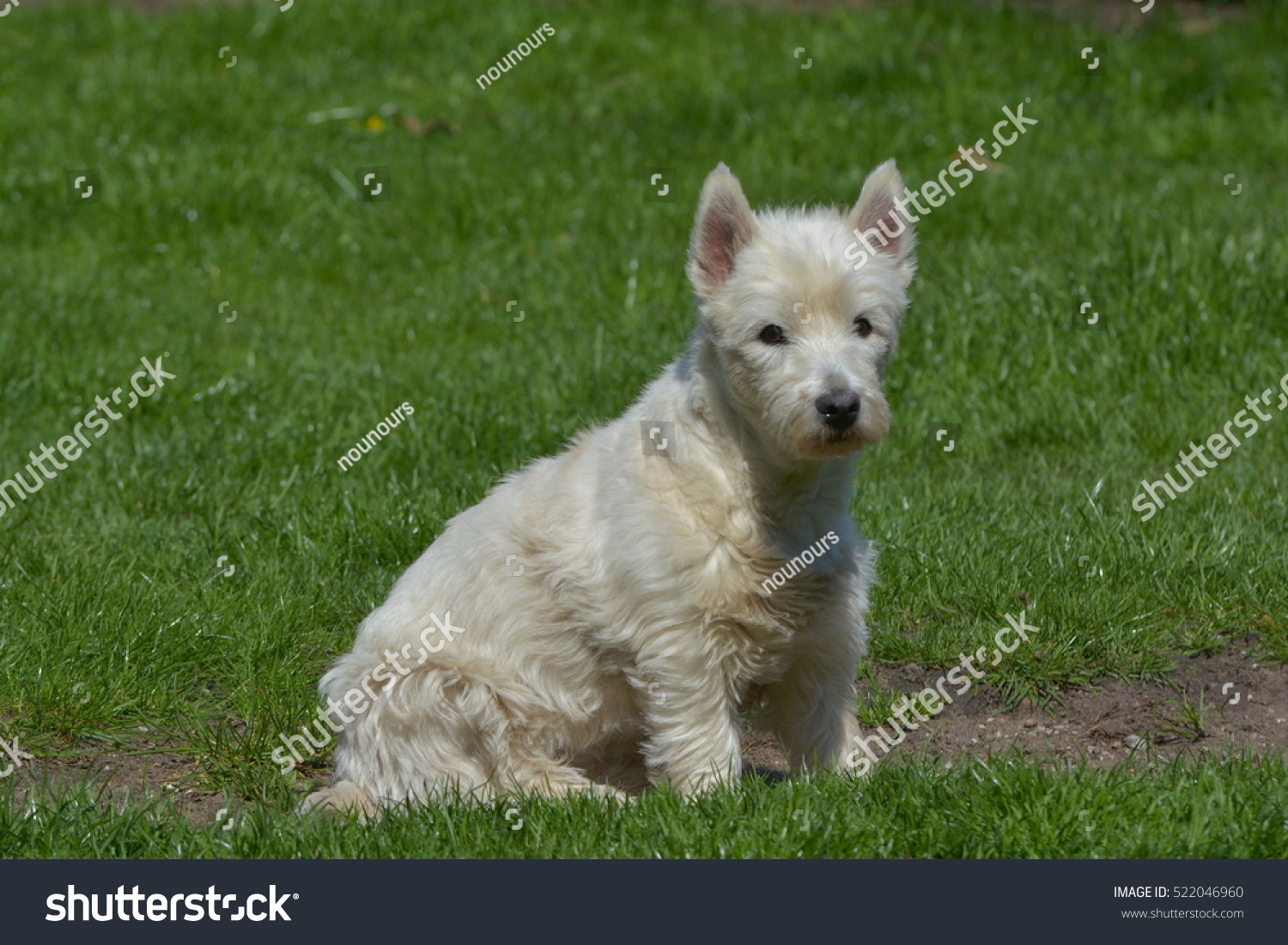 little white terrier
