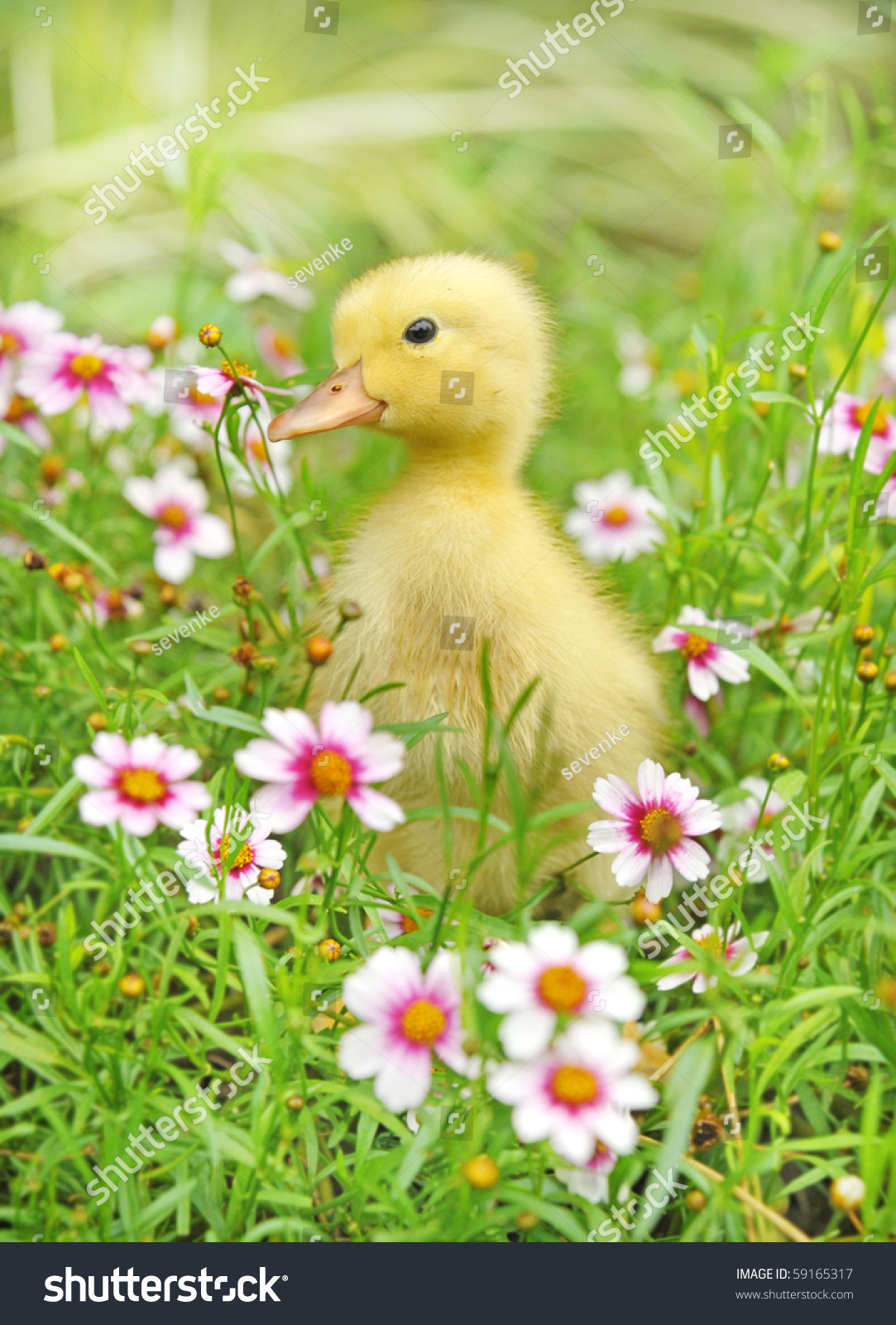 Little Young Duck On In Flowering Shrubs Stock Photo 59165317 ...