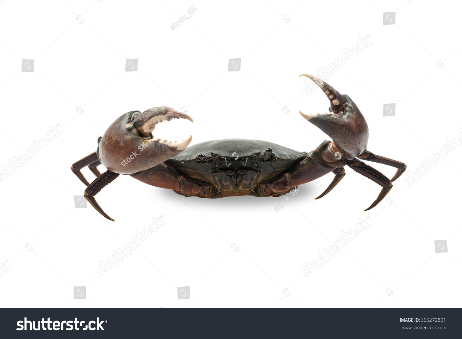 Live Black Crab Showing Giant Claws Stock Photo 665272801 | Shutterstock