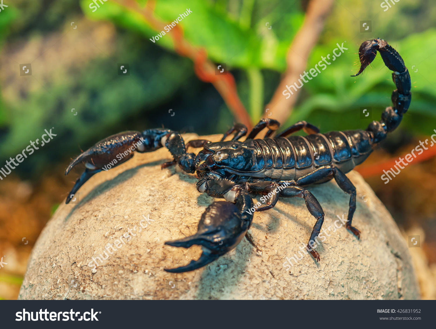 Emperor scorpions: description of where they live, poisonous or not 74 Emperor scorpions: description of where they live, poisonous or not 31