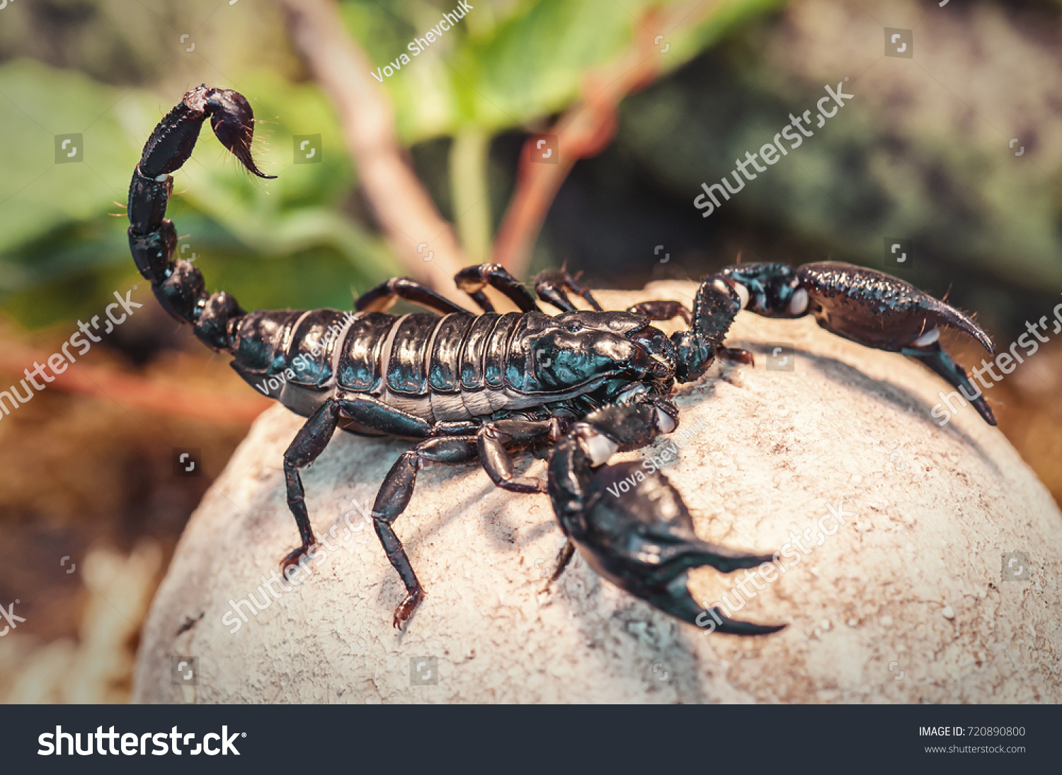 Emperor scorpions: description of where they live, poisonous or not 27 Emperor scorpions: description of where they live, poisonous or not 13