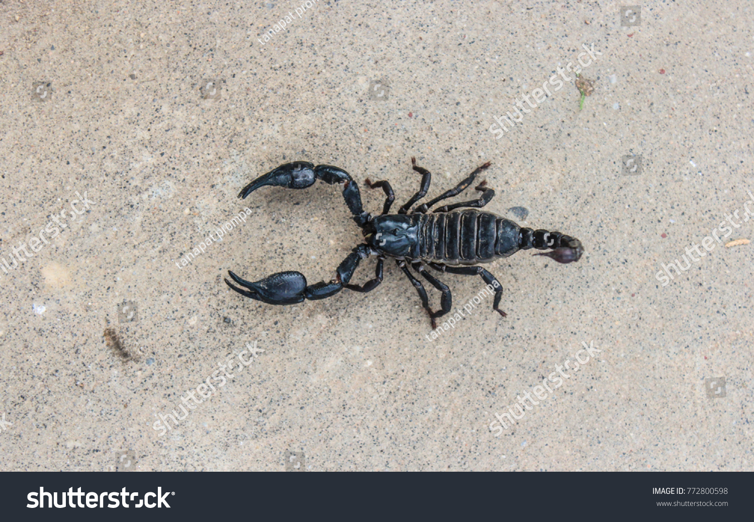 Emperor scorpions: description of where they live, poisonous or not 40 Emperor scorpions: description of where they live, poisonous or not 66