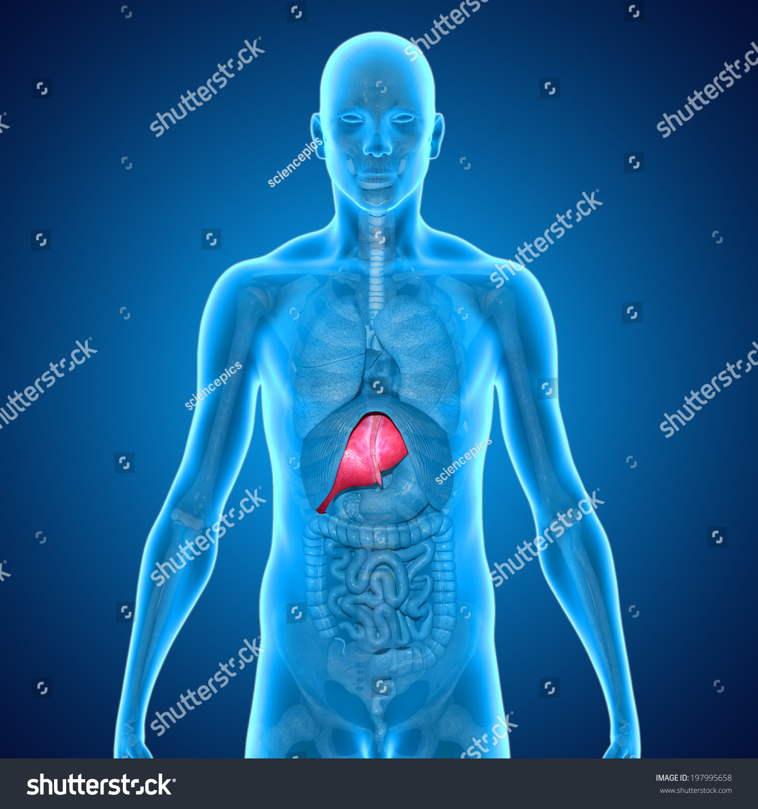 Liver Stock Photo 197995658 : Shutterstock