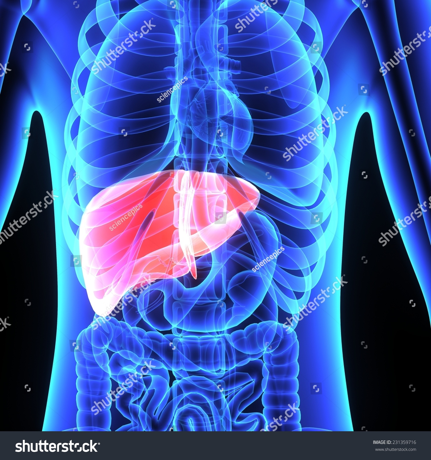 Liver Stock Photo 231359716 : Shutterstock