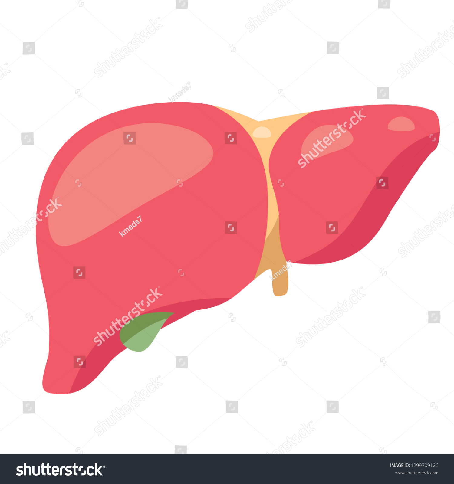 Liver Illustration Illustration Liver Gallbladder Illustration Stock ...