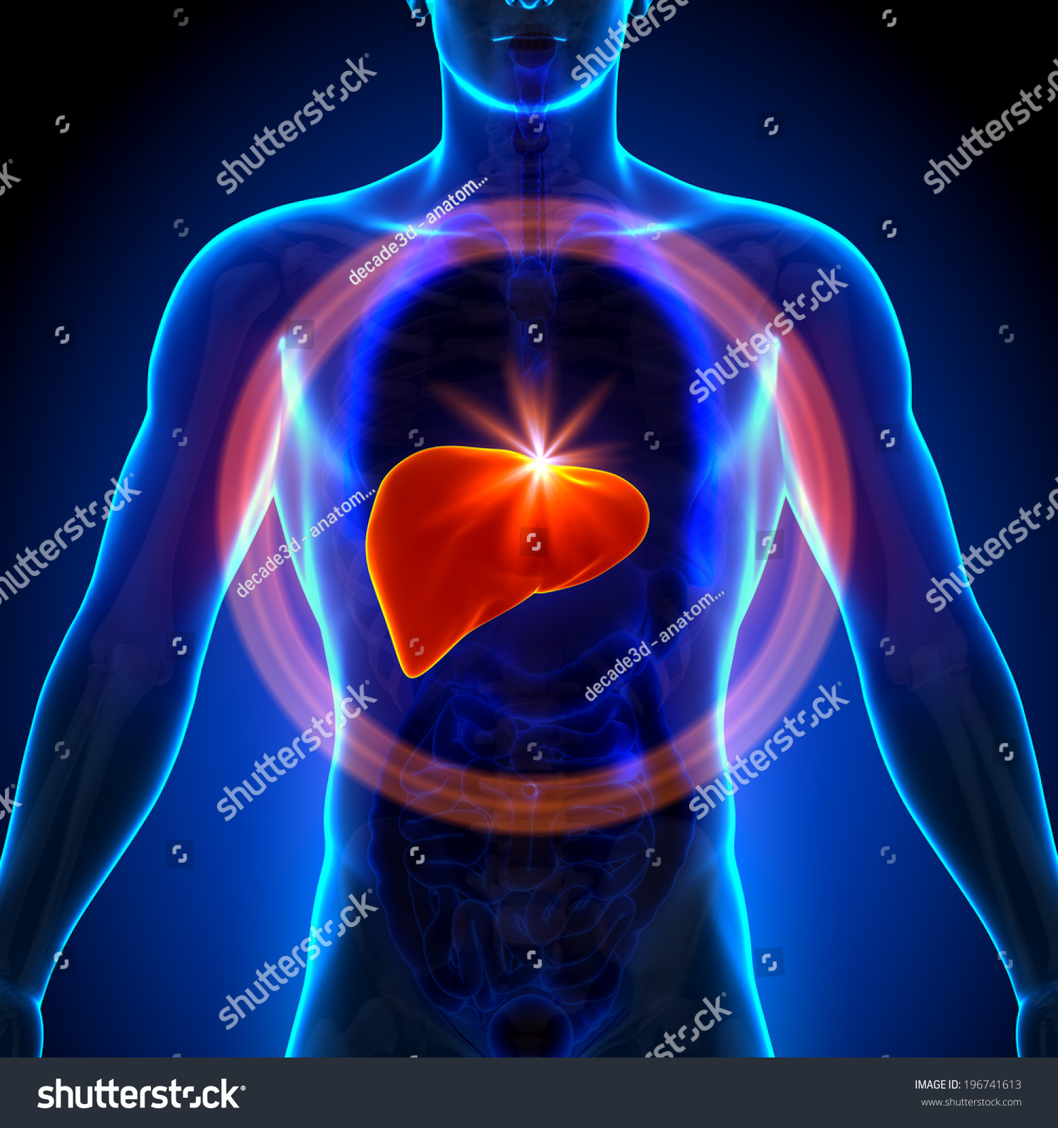 Liver Diagram In Human Body