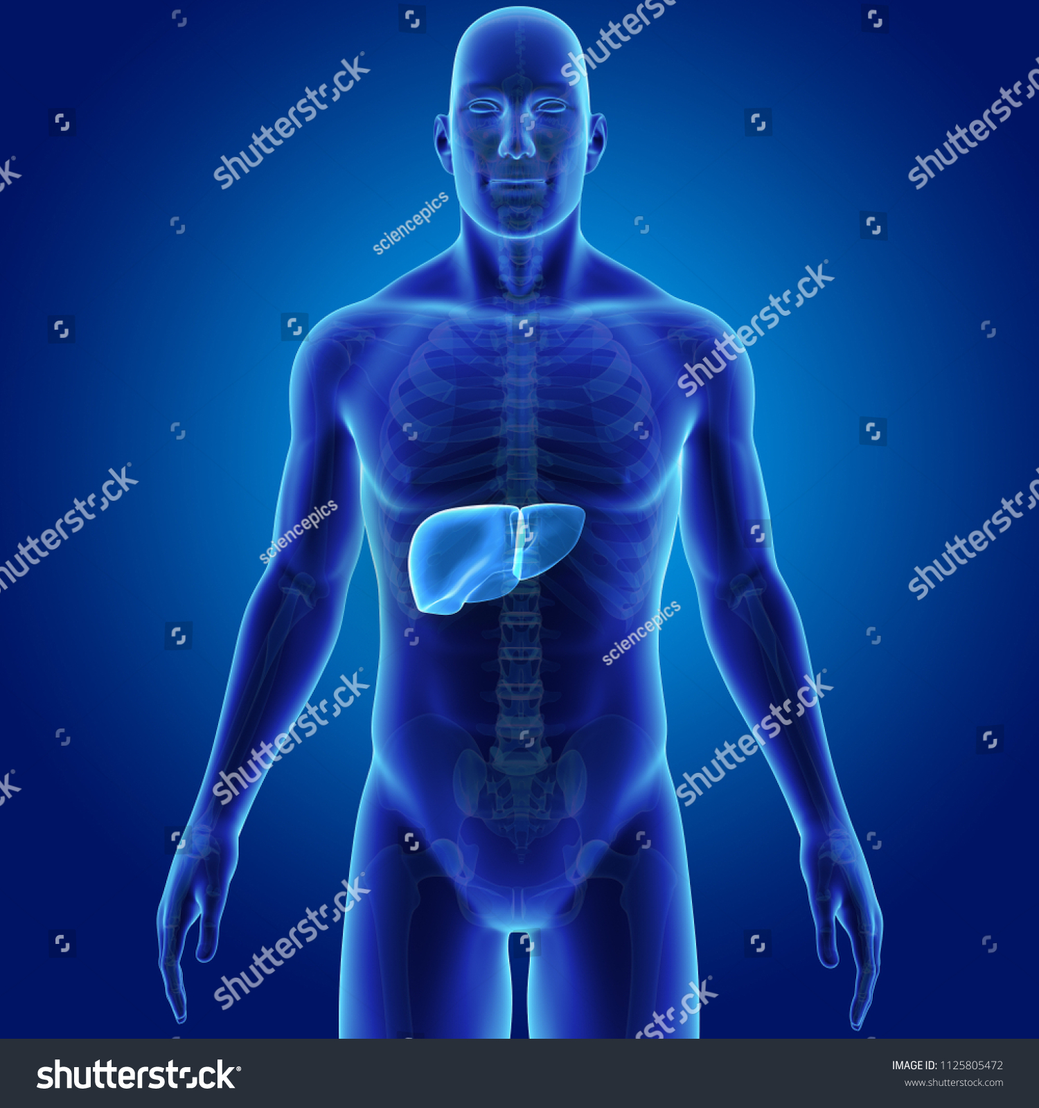 Liver Skeleton Anterior View 3d Illustration Stock Illustration ...