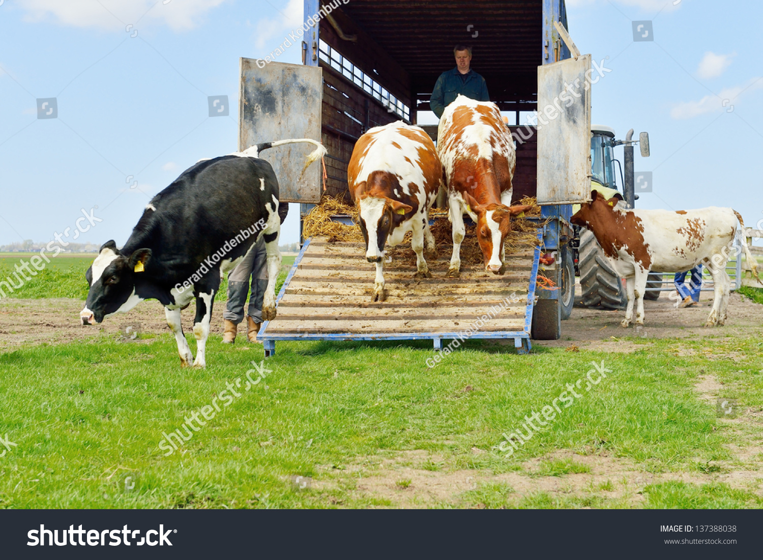 Livestock Transport Of Cows Stock Photo 137388038 : Shutterstock
