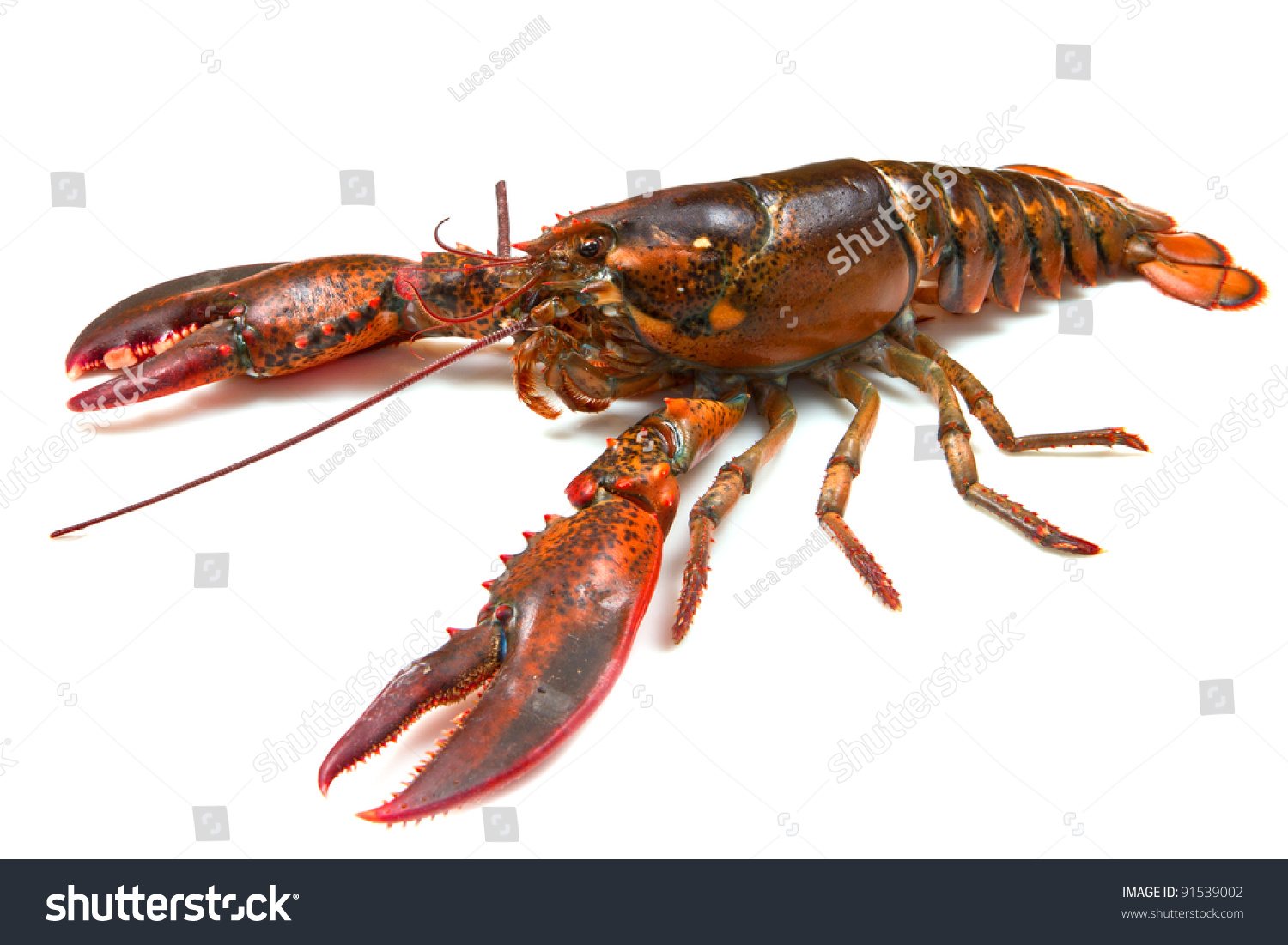 Living Lobster Isolated On White Background Stock Photo 91539002 ...