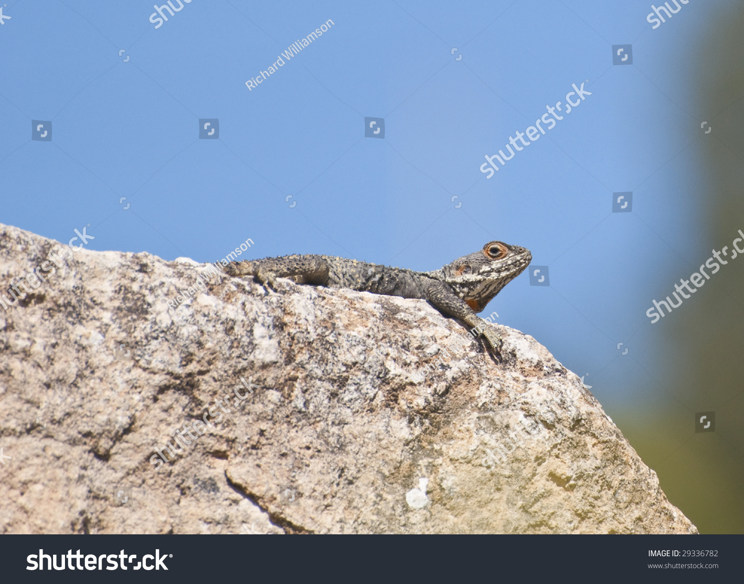 Lizard Basking In The Sun On A Rock Stock Photo 29336782 : Shutterstock