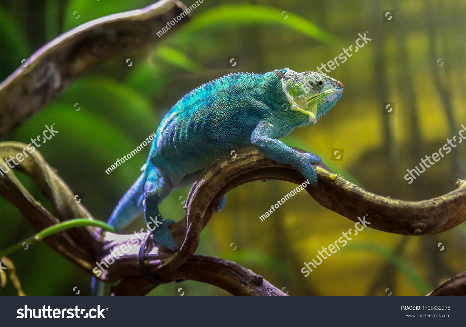 Lizarddragon Chameleon Bluecrested Lizard Indochinese Forest Stock ...