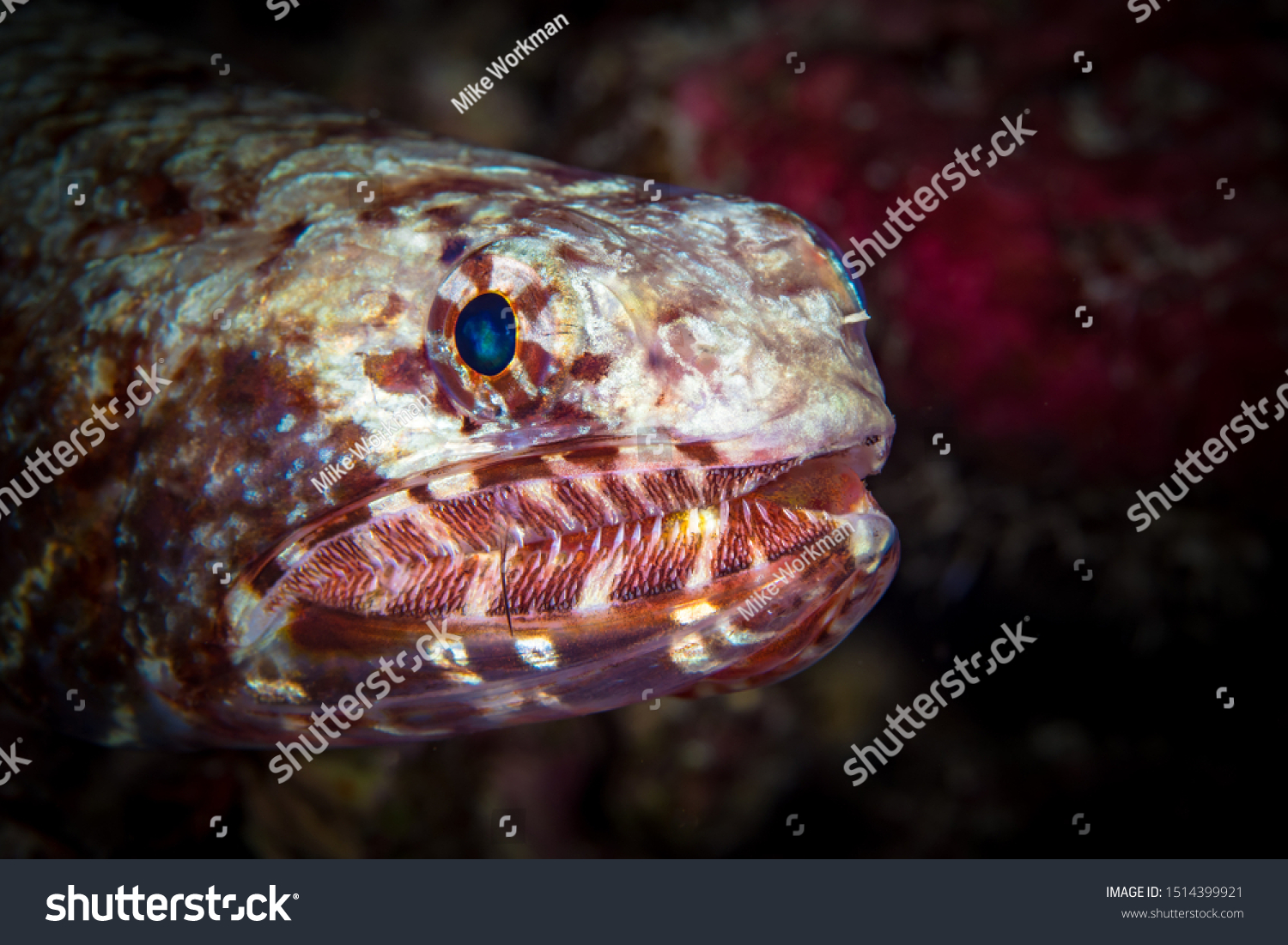 lizard fish pet