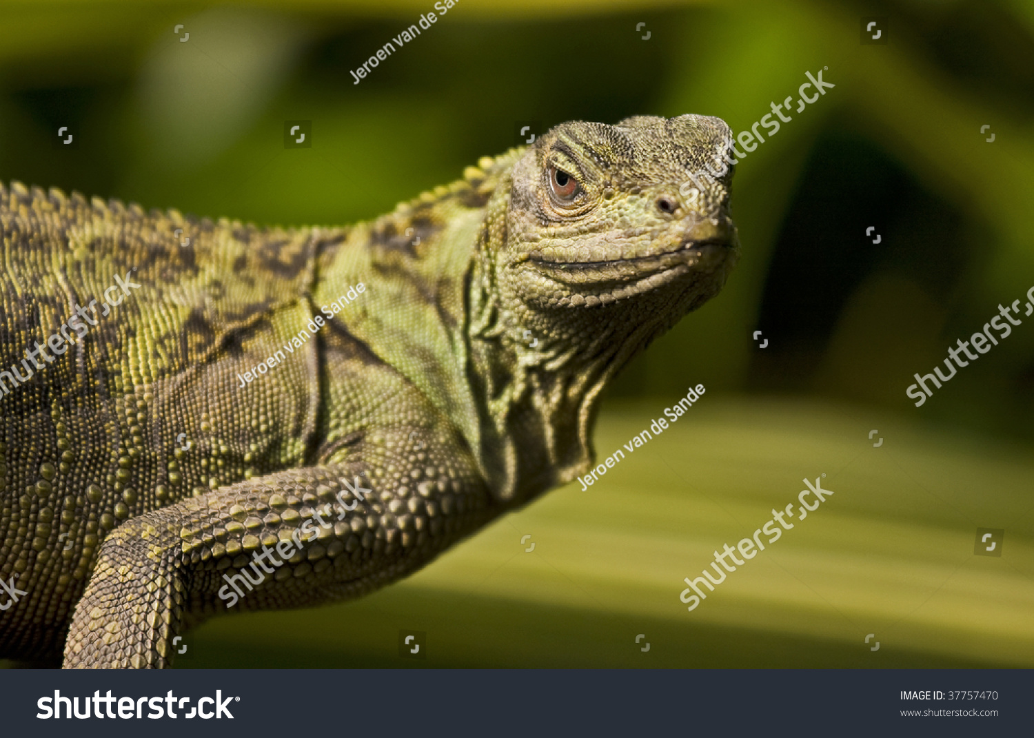 Lizard On Green Jungle Background Stock Photo 37757470 : Shutterstock