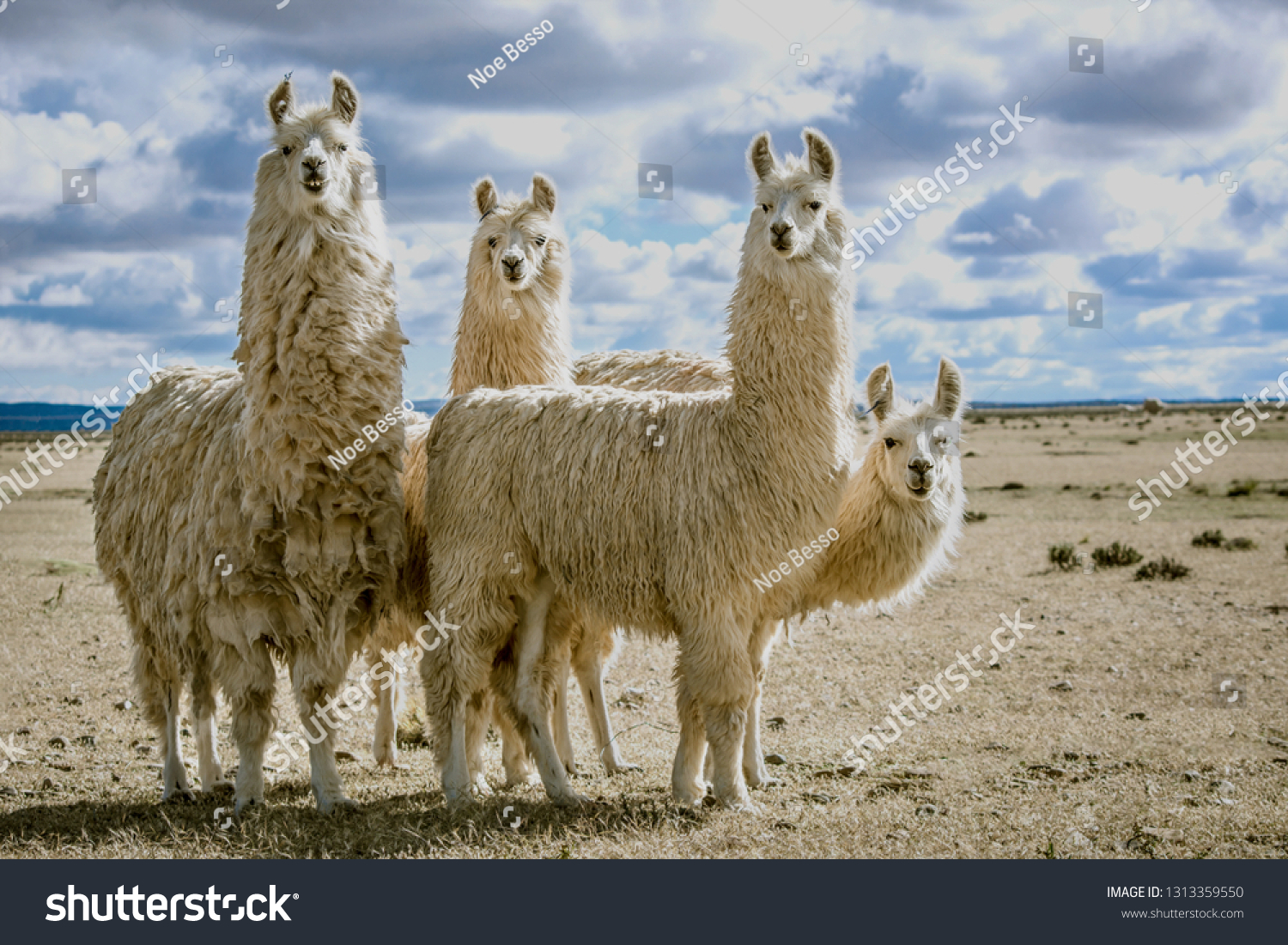 3,632 Llamas group Images, Stock Photos & Vectors | Shutterstock