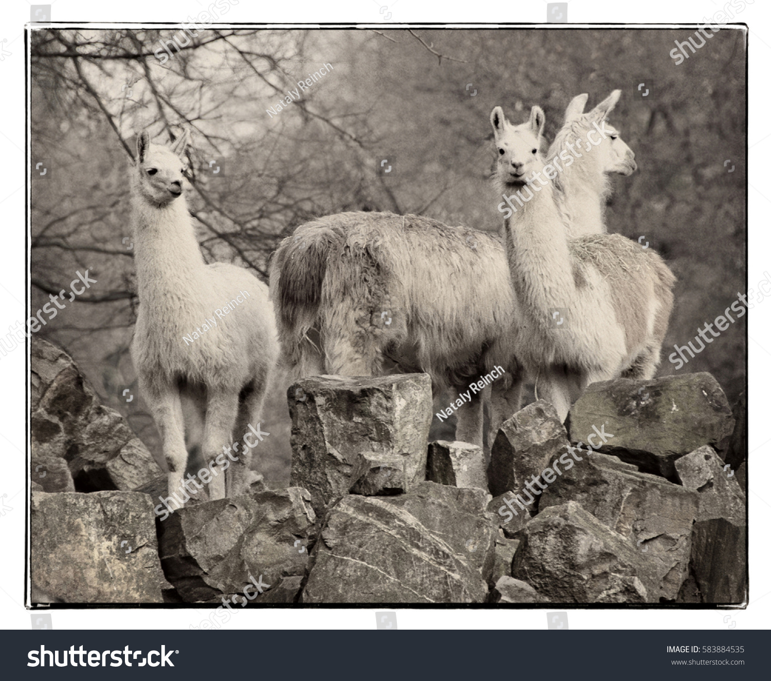 Llamas South American Animals Guanaco Llamas Stock Photo 583884535