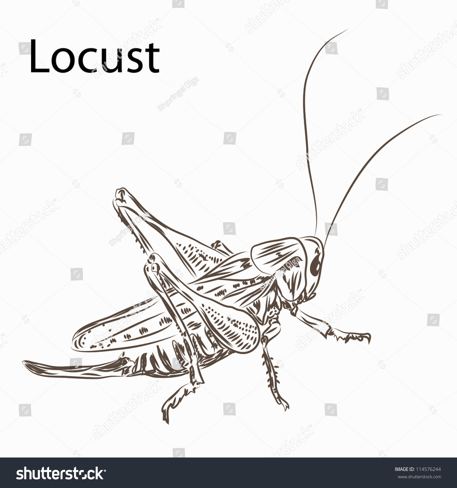 Locust Contour Sketch Raster Stock Illustration 114576244 Shutterstock