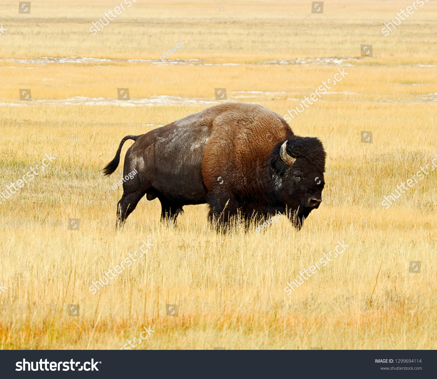 Lone Bison Bull Yellowstone National Park Stock Photo 1299694114