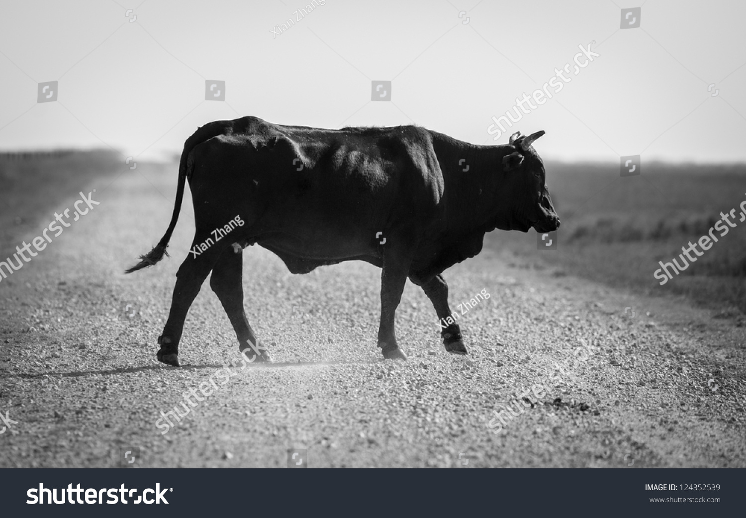 Lonely Bull On Road Stock Photo 124352539 - Shutterstock