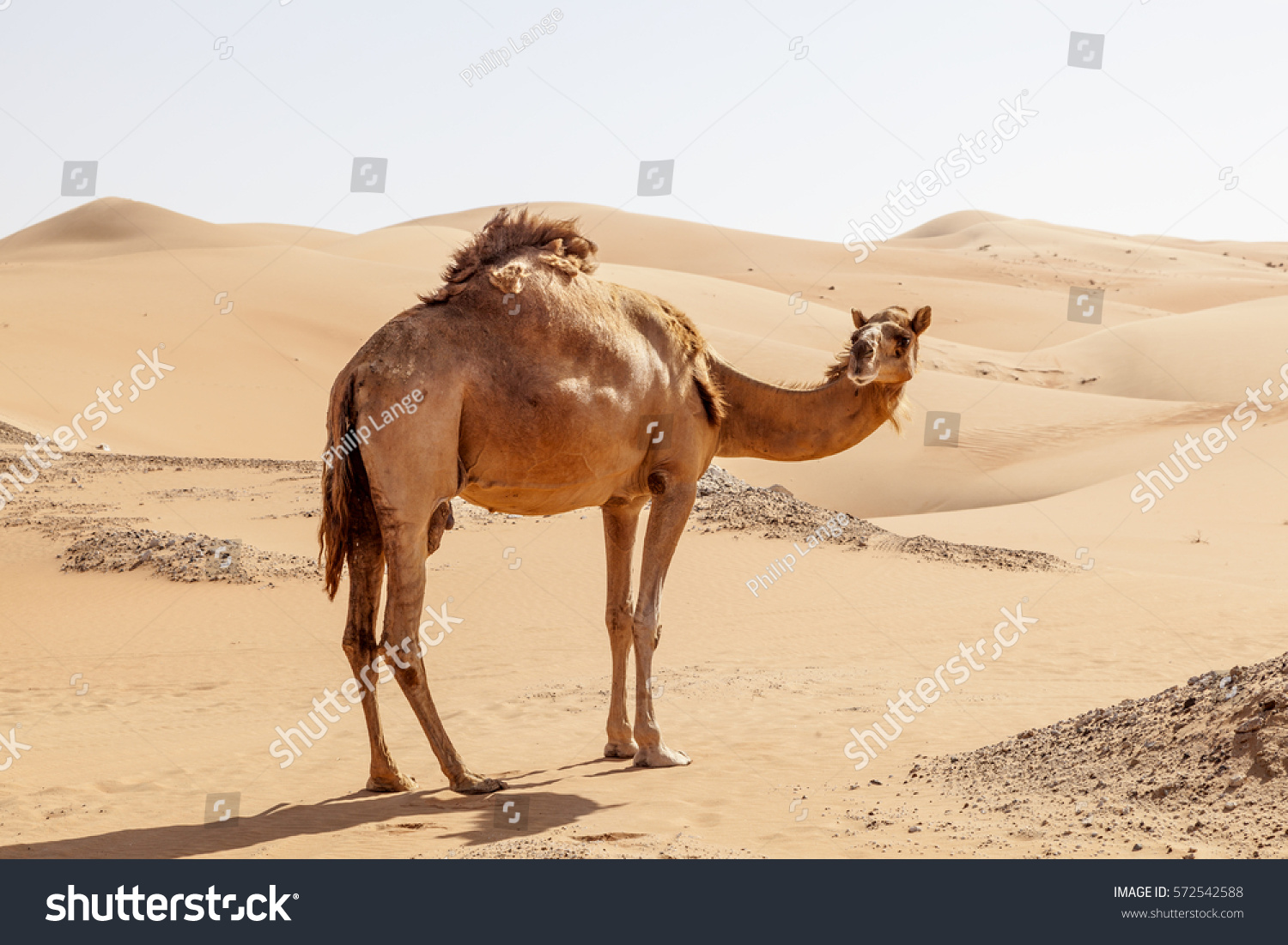 砂漠の砂丘の孤独なラクダ アラブ首長国連邦 アブダビ首長国連邦 リワオアシス地域 の写真素材 今すぐ編集