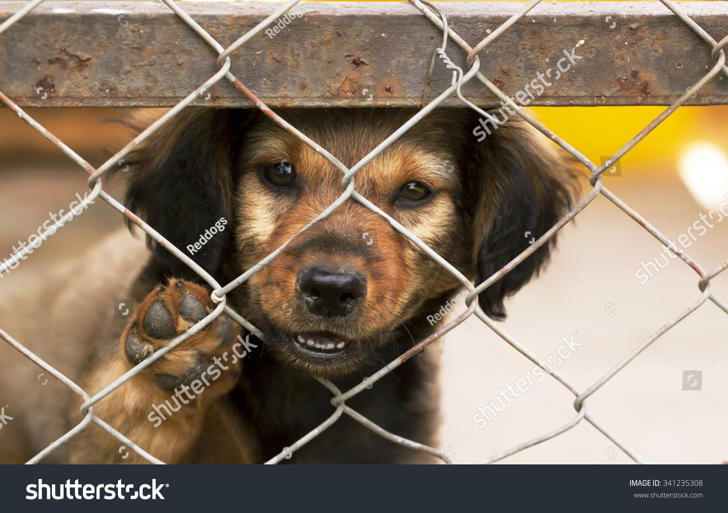 Lonely Dog Puppy Looking Behind A Fence Stock Photo 341235308 ...