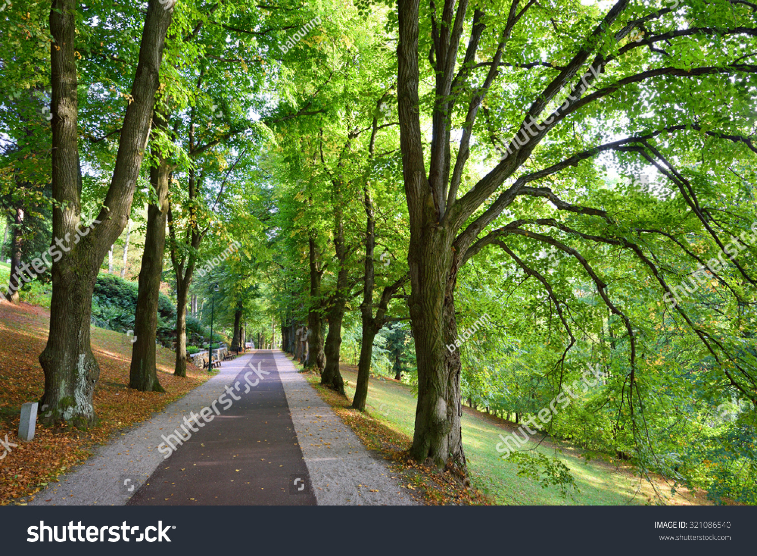 Long Alley Green Trees Straight Road Stock Photo 321086540 ... for Straight Road With Trees
568zmd Long Alley Green Trees Straight Road Stock Photo 321086540 ... for Straight Road With Trees
568zmd