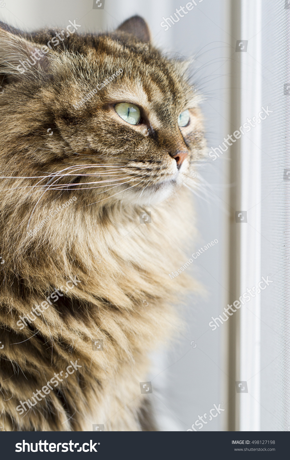 Long Haired Cat, Brown Tabby Mackerel Siberian Stock Photo 498127198 ...