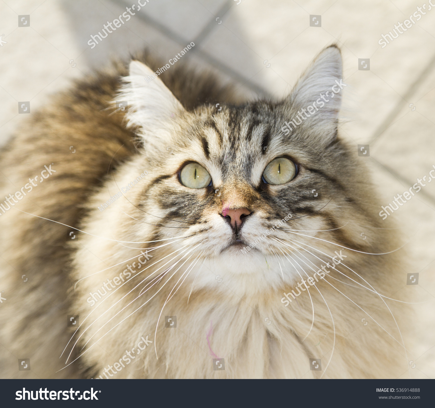 Long Haired Cat Siberian Breed Stock Photo (Edit Now) 536914888