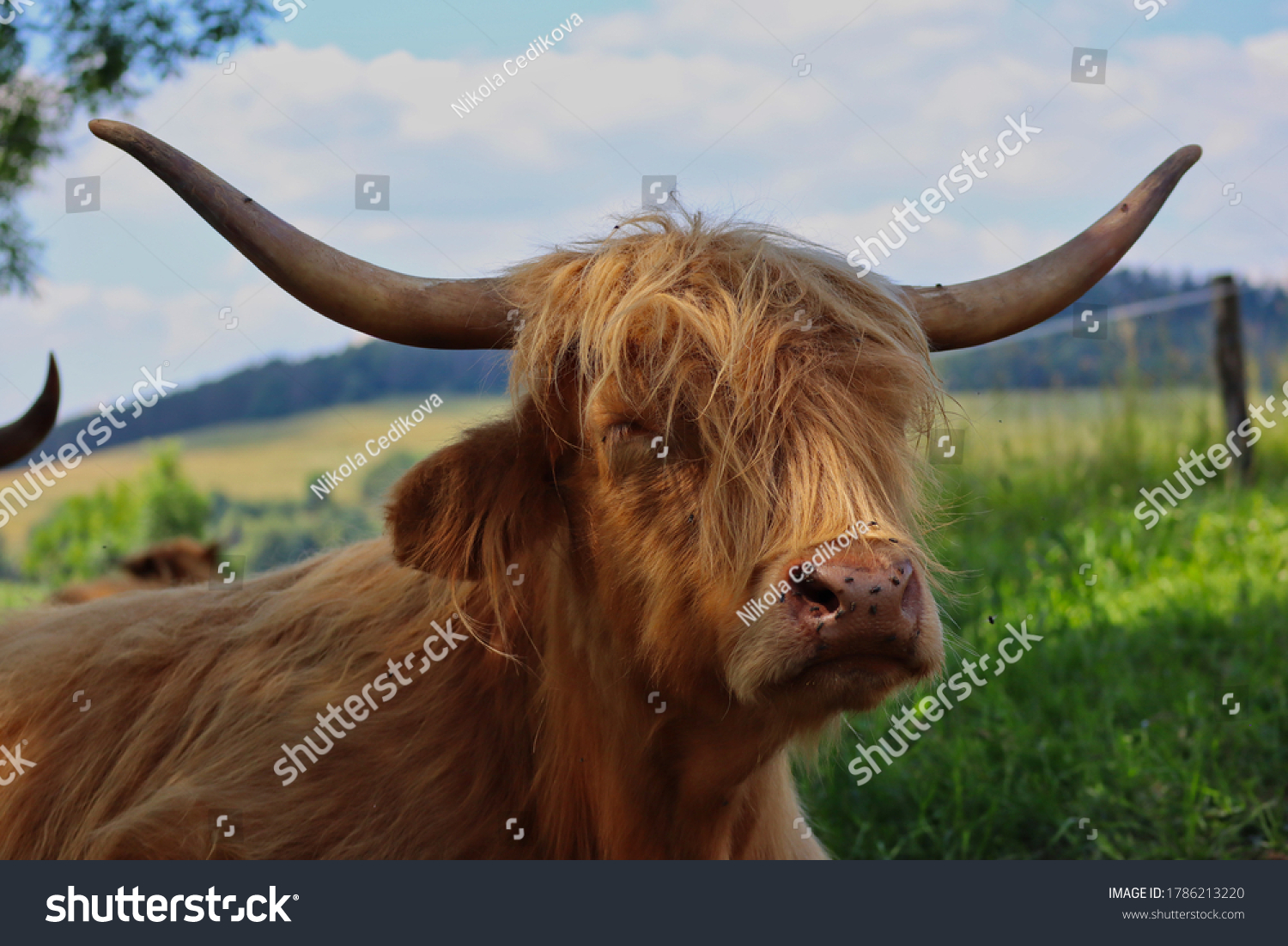 Longhaired Highland Cattle Scottish Breed Rustic Stock Photo 1786213220 ...