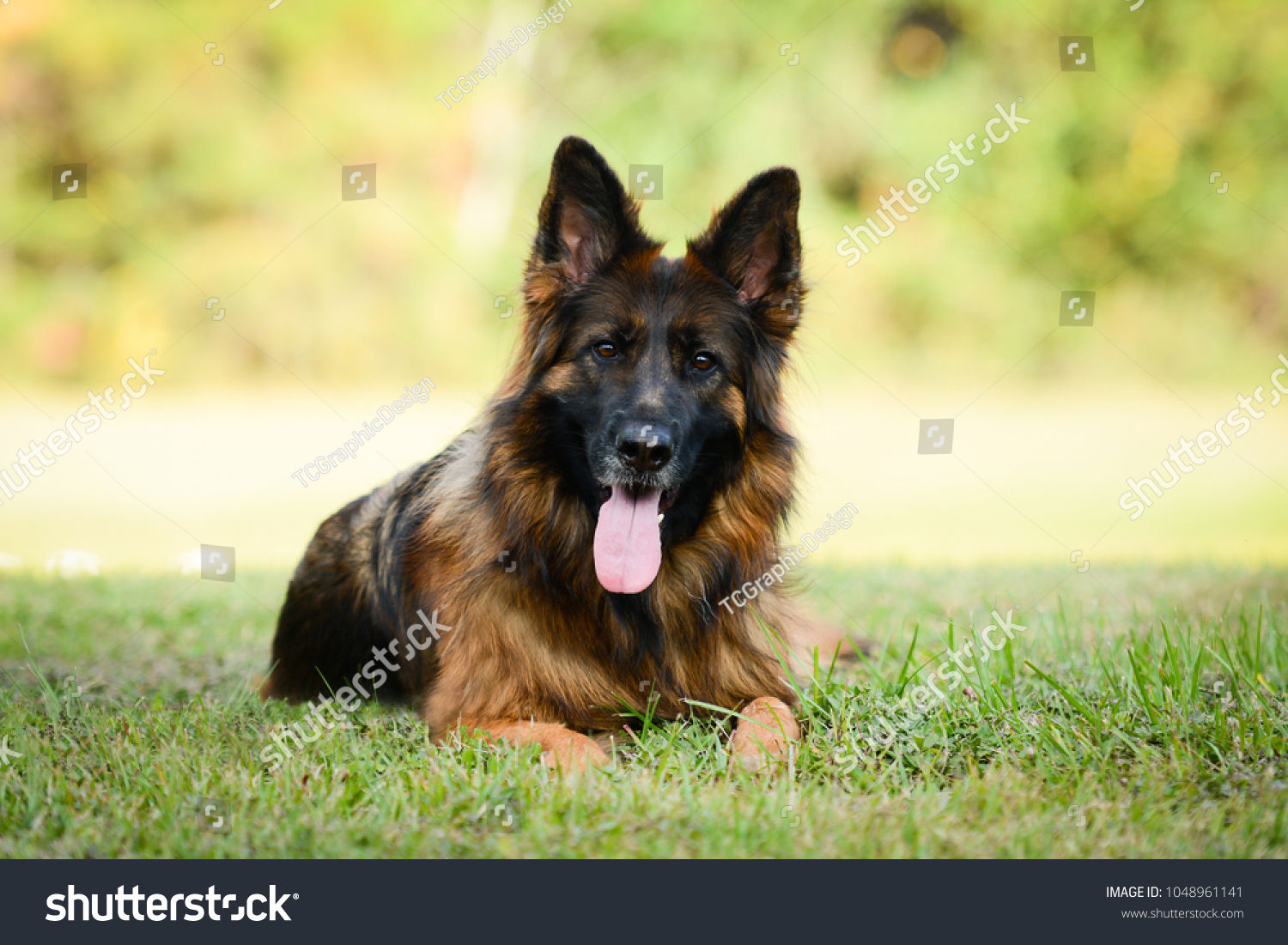 Long Haired Red Black German Shepherd Stock Image Download Now