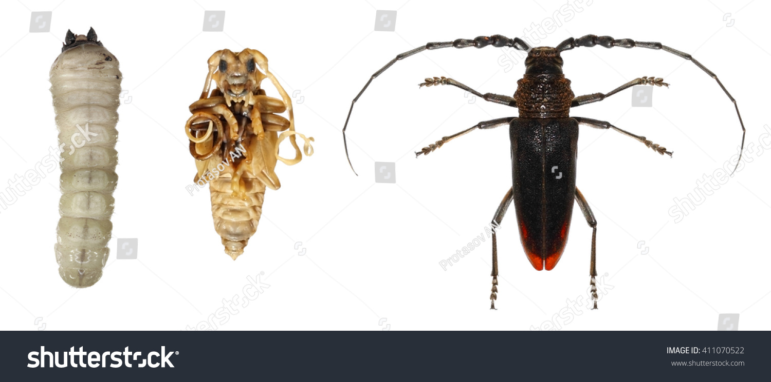 Long Horned Beetle Duke Beetle Cerambyx Stock Photo 411070522 ...