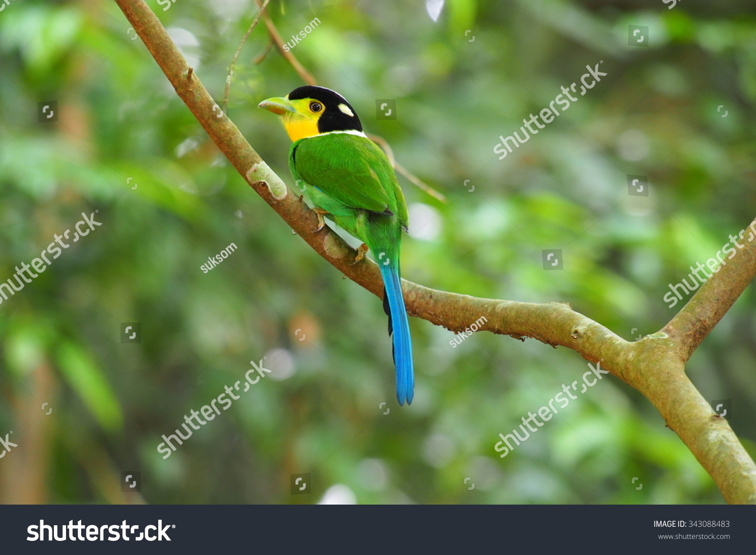 Long Tailed Broadbill Bird Thailand Kangkajan Stock Photo (Edit Now ...