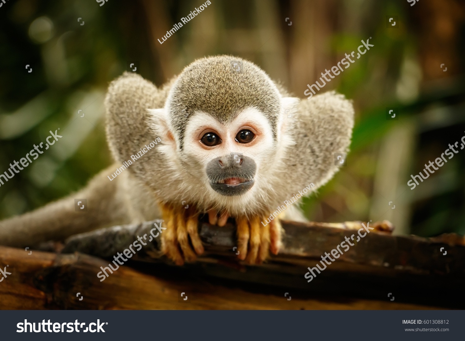 アマゾンのエクアドルジャングルに住むリス猿を見てみよう の写真素材 今すぐ編集